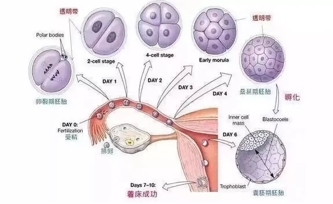 广州供卵试管婴儿_顶尖试管婴儿技术_ihucpa-第2张图片-依高网